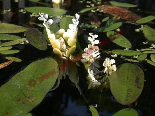 Aponogeton distachyos Vanille d'eau