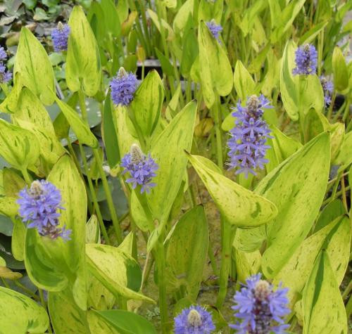 Pontederia cordata 'Sunsplash'