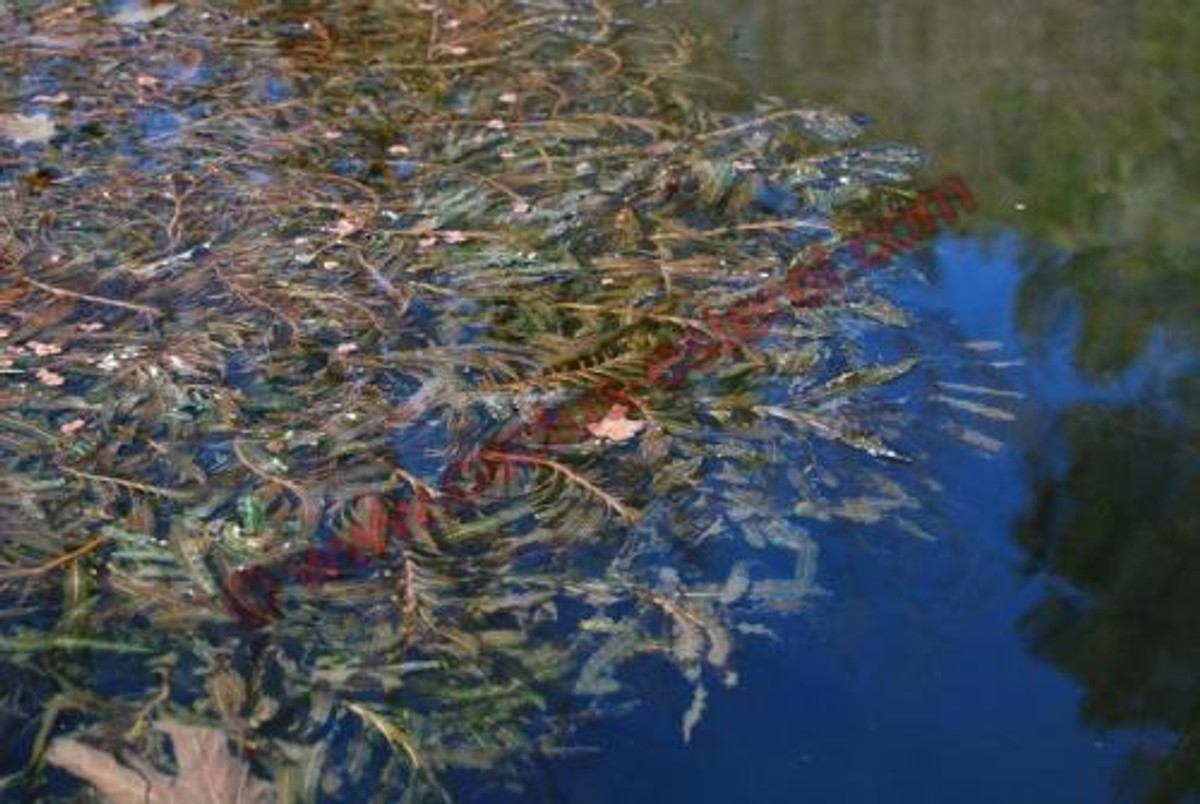 Potamogeton crispus
