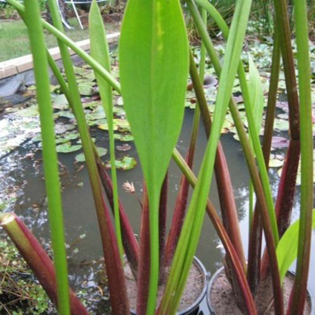 Sagittaria lancifolia f. ruminoides