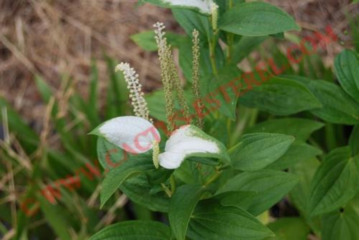 Saururus chinensis