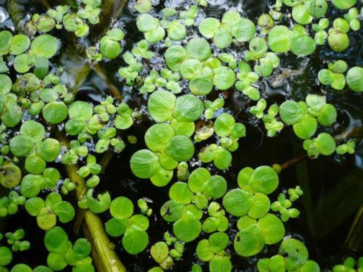Spirodela polyrhiza