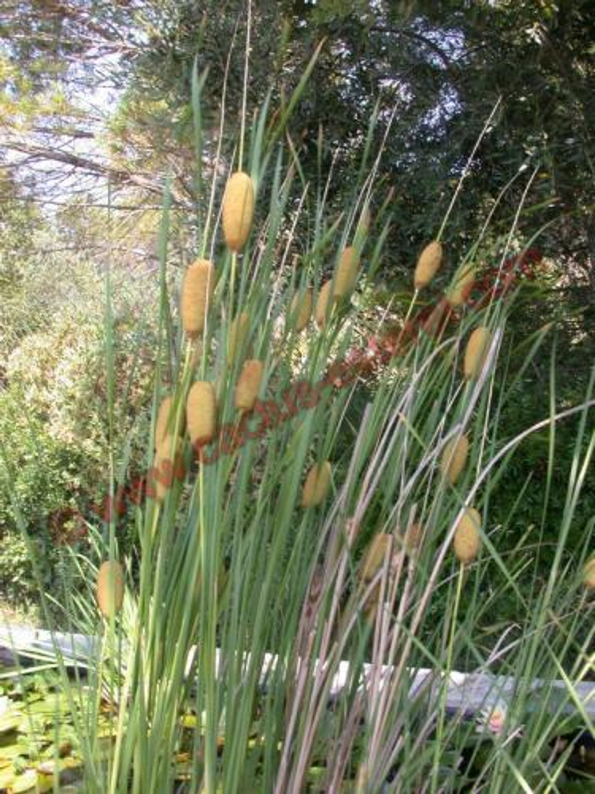 Typha laxmannii
