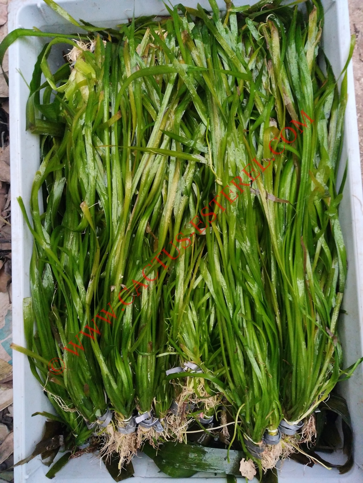 Vallisneri spiralis