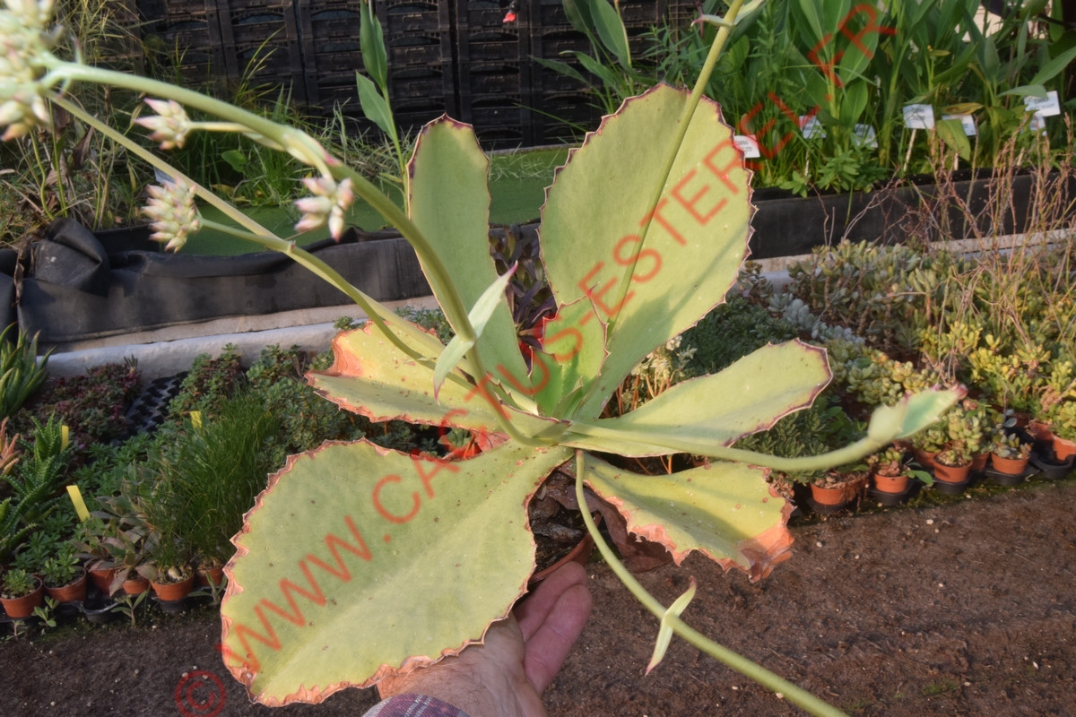 Kalanchoe synsepala