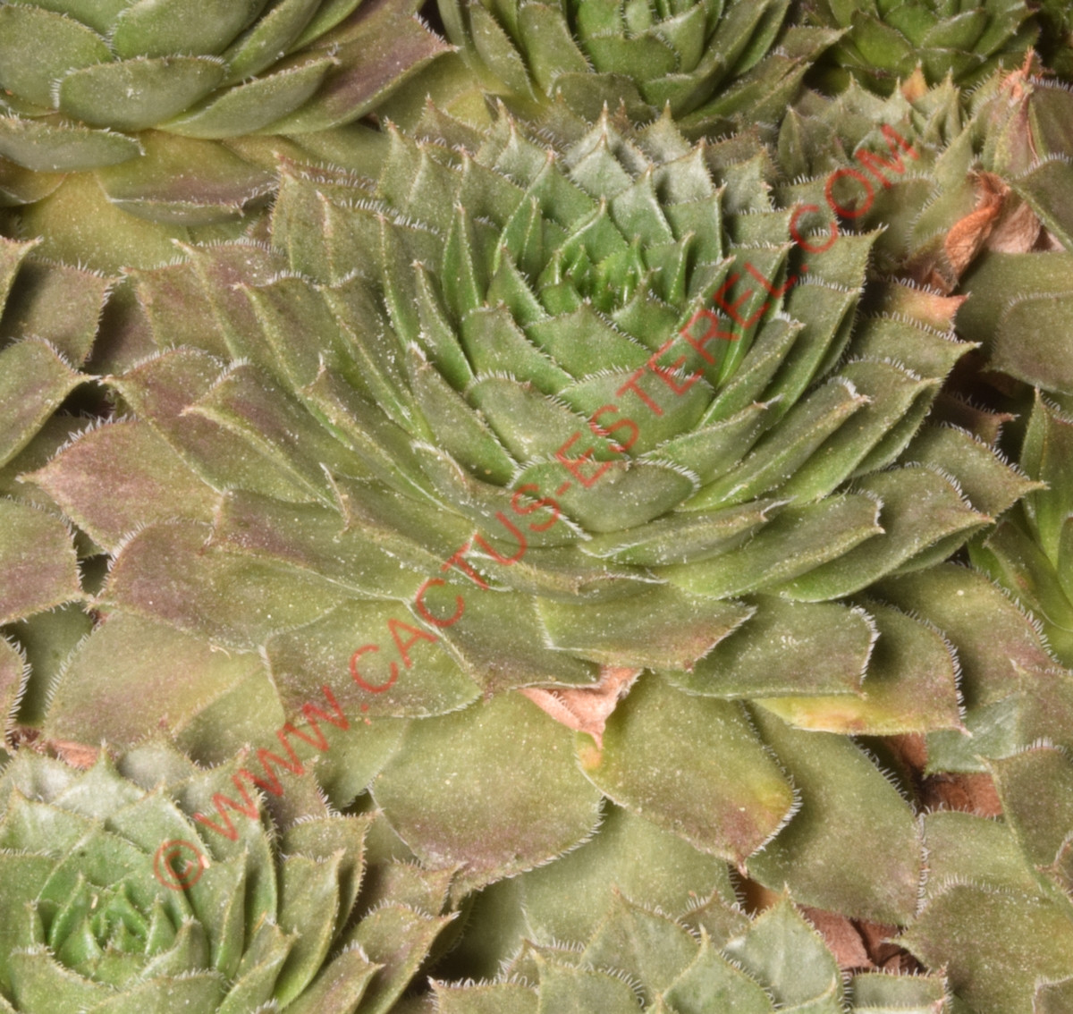 Sempervivum 'Malby'