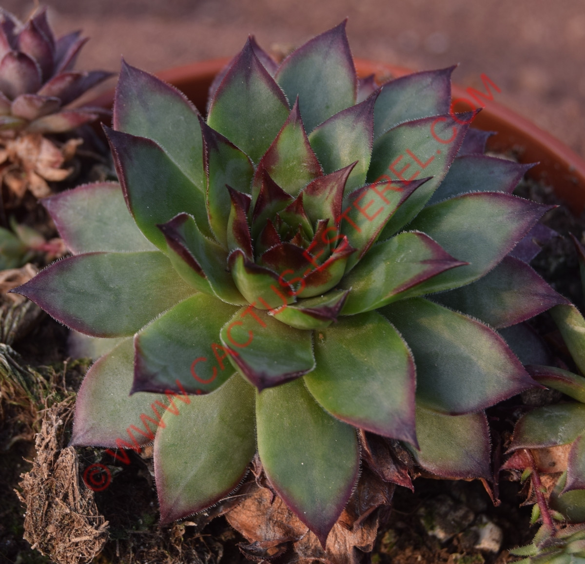 Sempervivum 'Bronco'