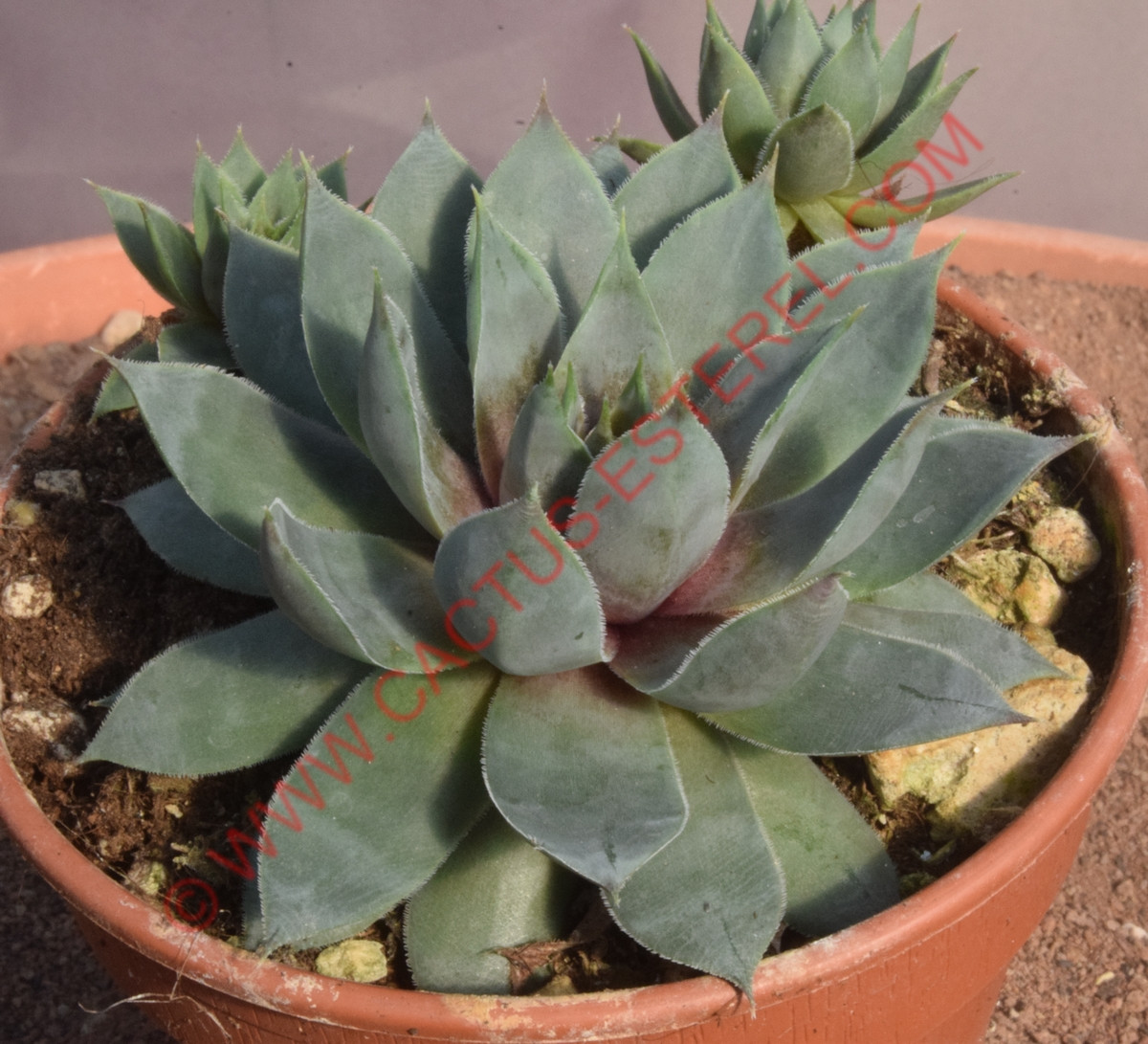 Sempervivum 'Blue Boy'