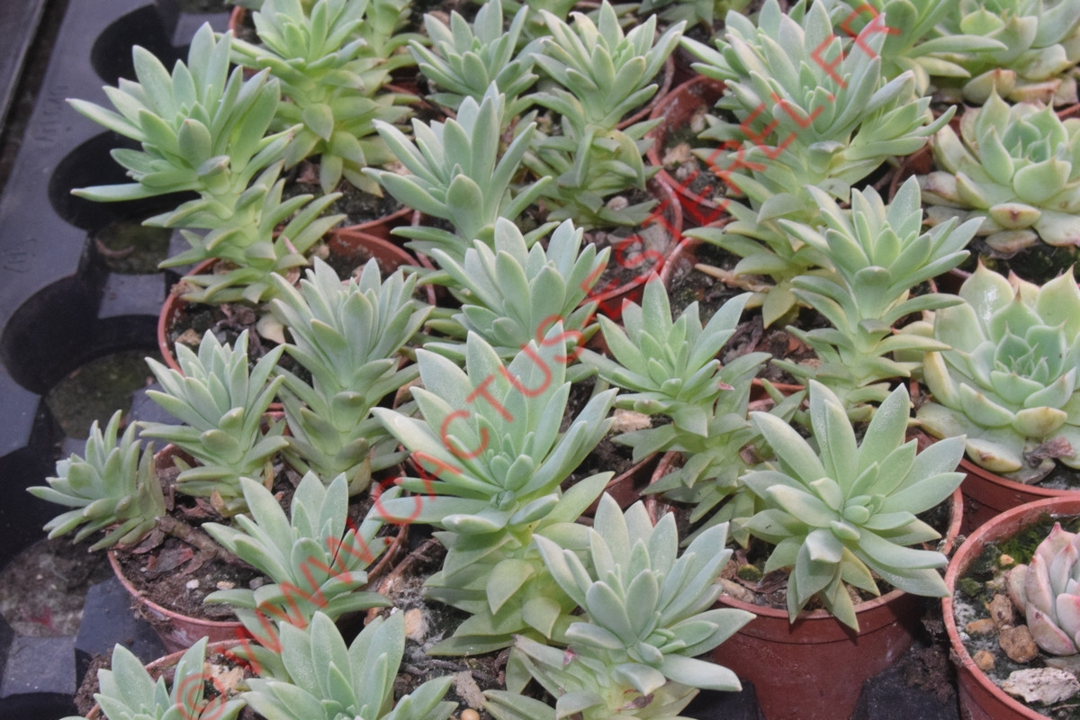 Graptosedum 'Mediterranean Mystery'