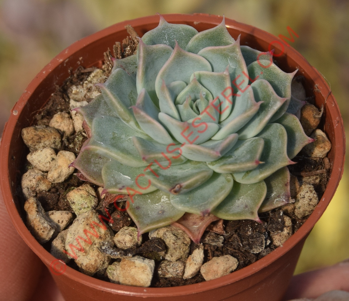 Graptopetalum suaveolens