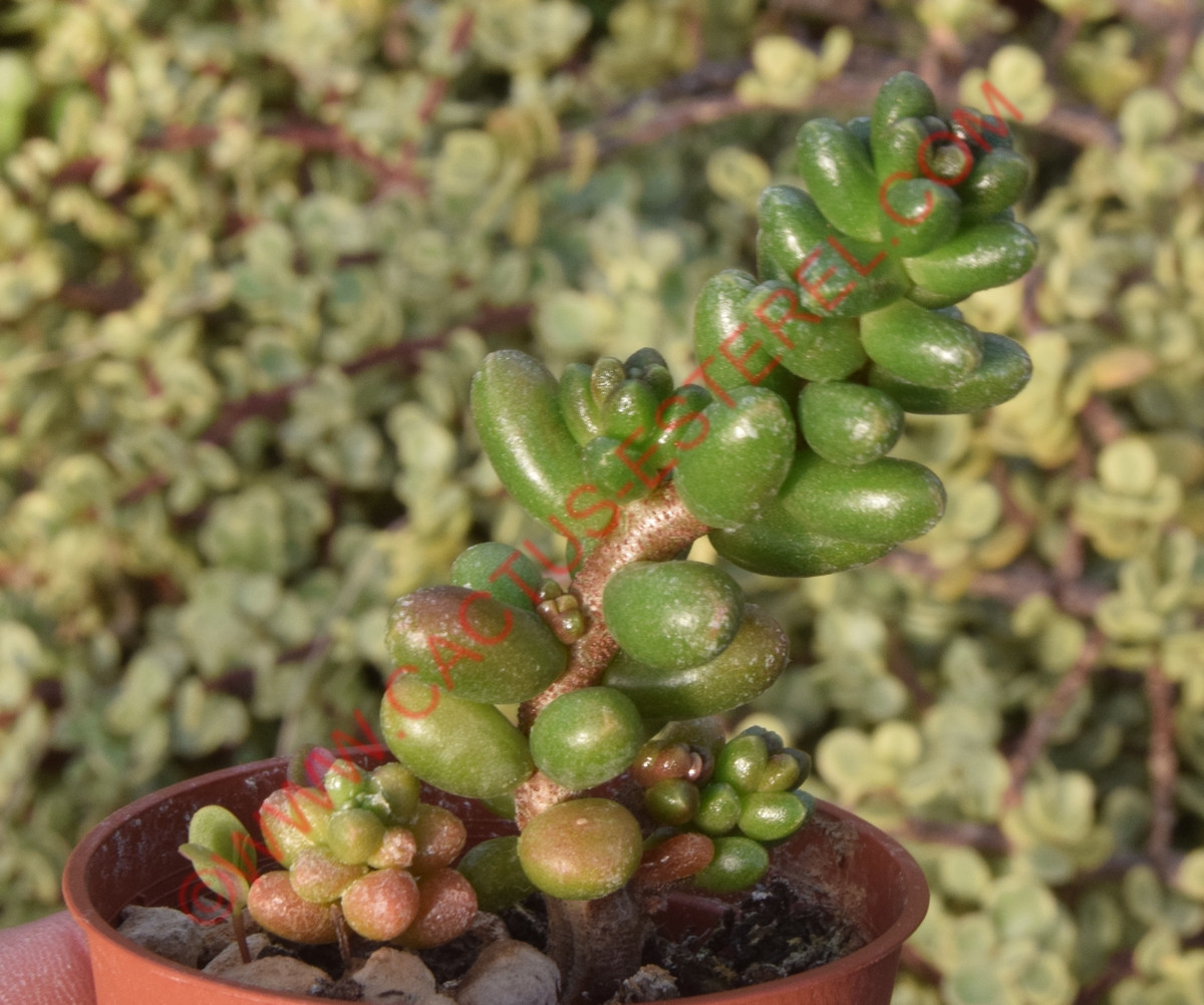 Sedum furfuraceum