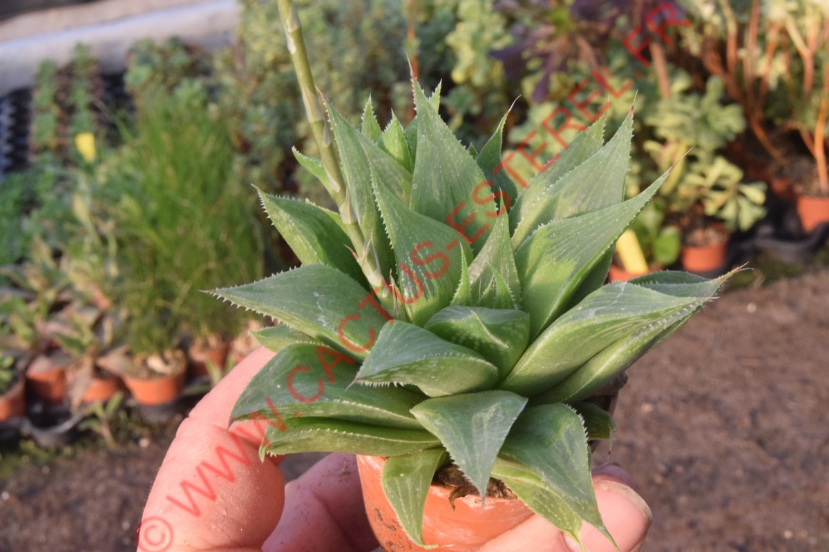 Haworthia retusa var. acuminata