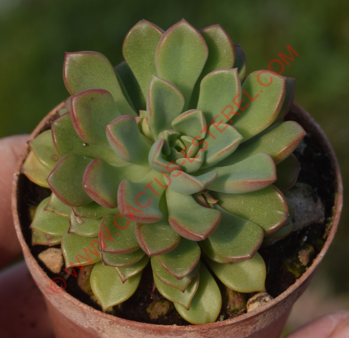 Sedeveria 'Darley Dale'