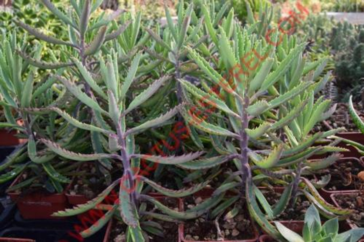 Kalanchoe x richaudii