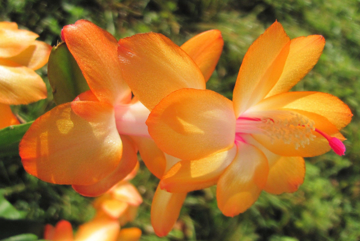 Schlumbergera 'Bruxas Brazil'