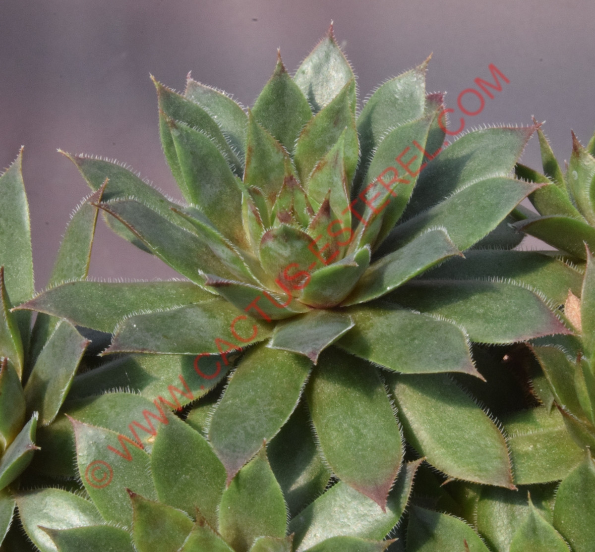 Sempervivum 'Devon Jewel'