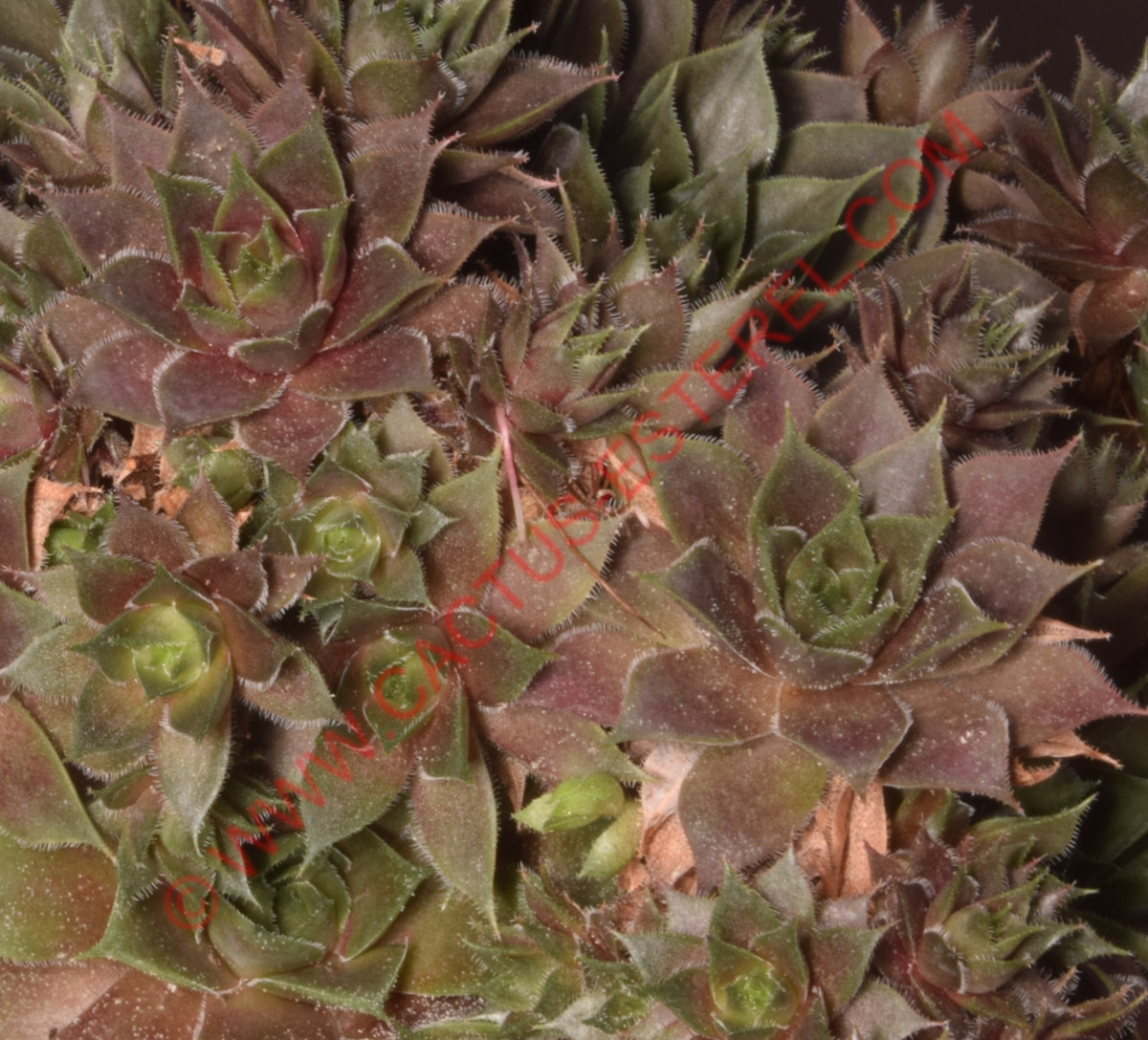 Sempervivum 'Kitty's'