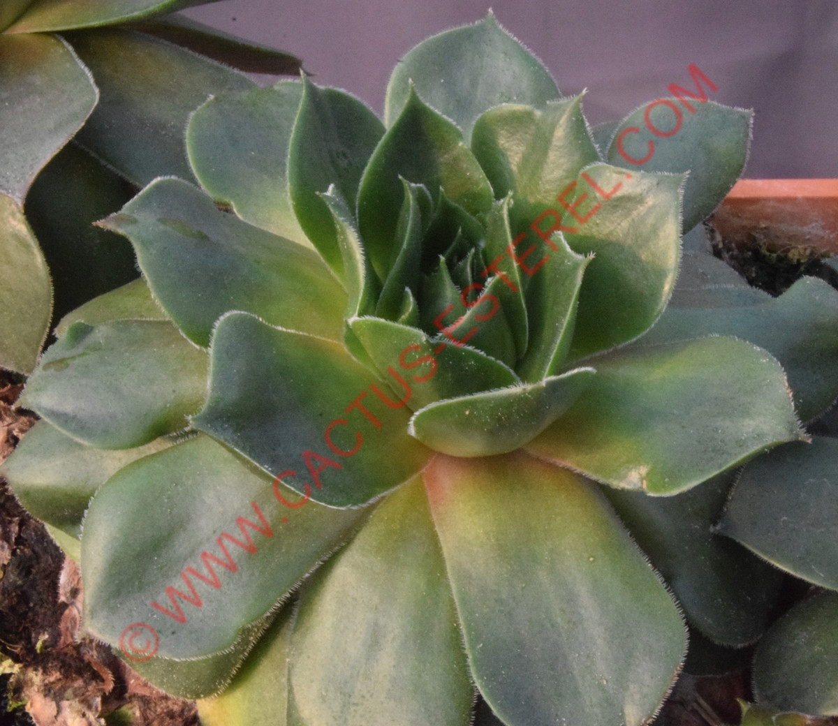 Sempervivum 'Lyn's Choice'