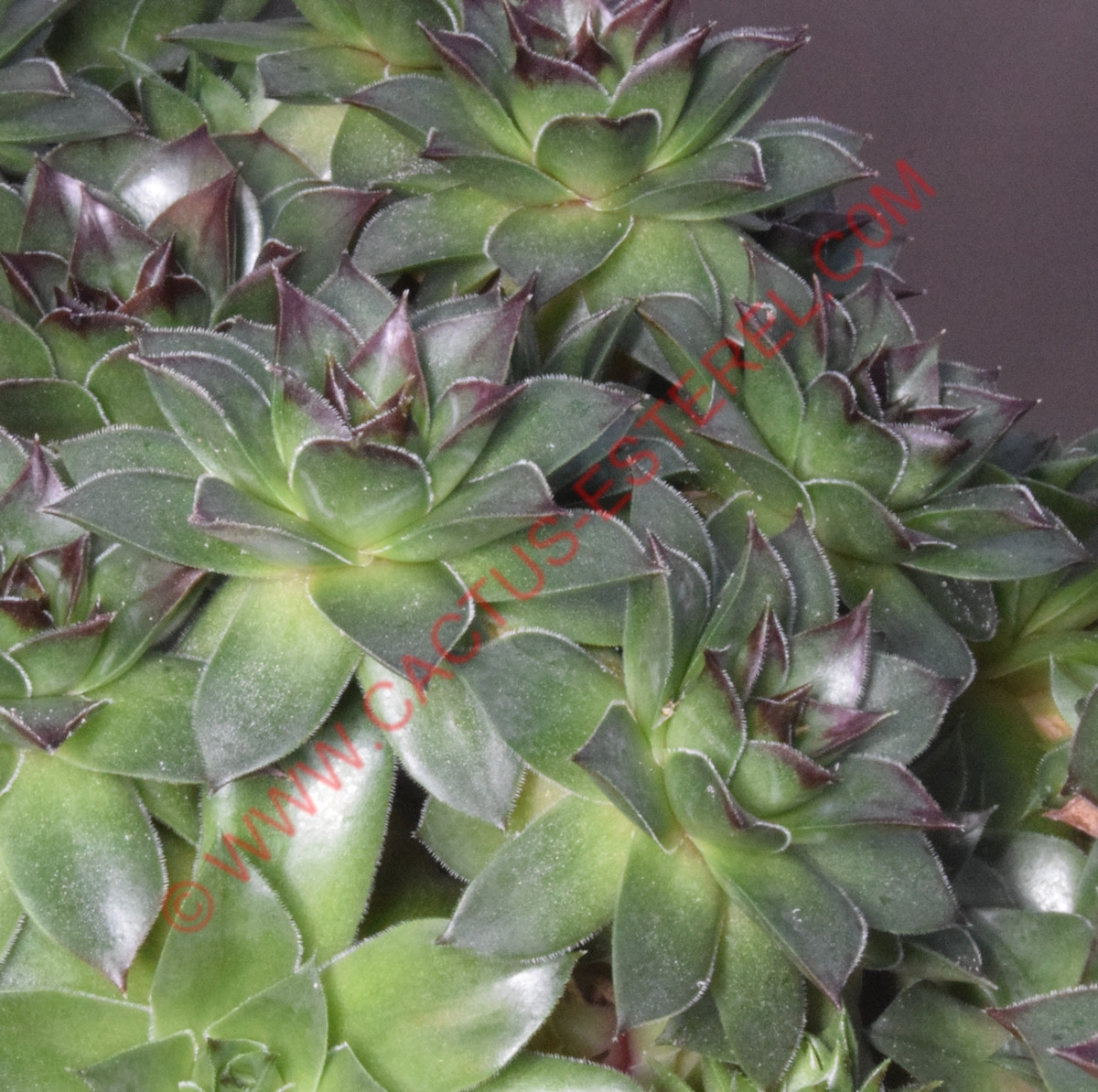 Sempervivum tectorum  'Triste'