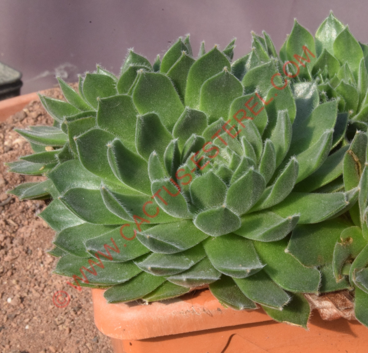 Sempervivum arachnoideum 'Rubin'