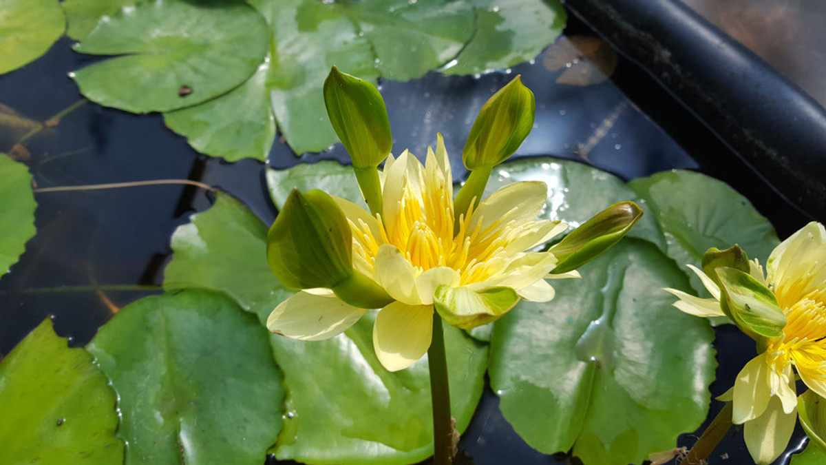 Nymphaea 'Nangwak Yellow'