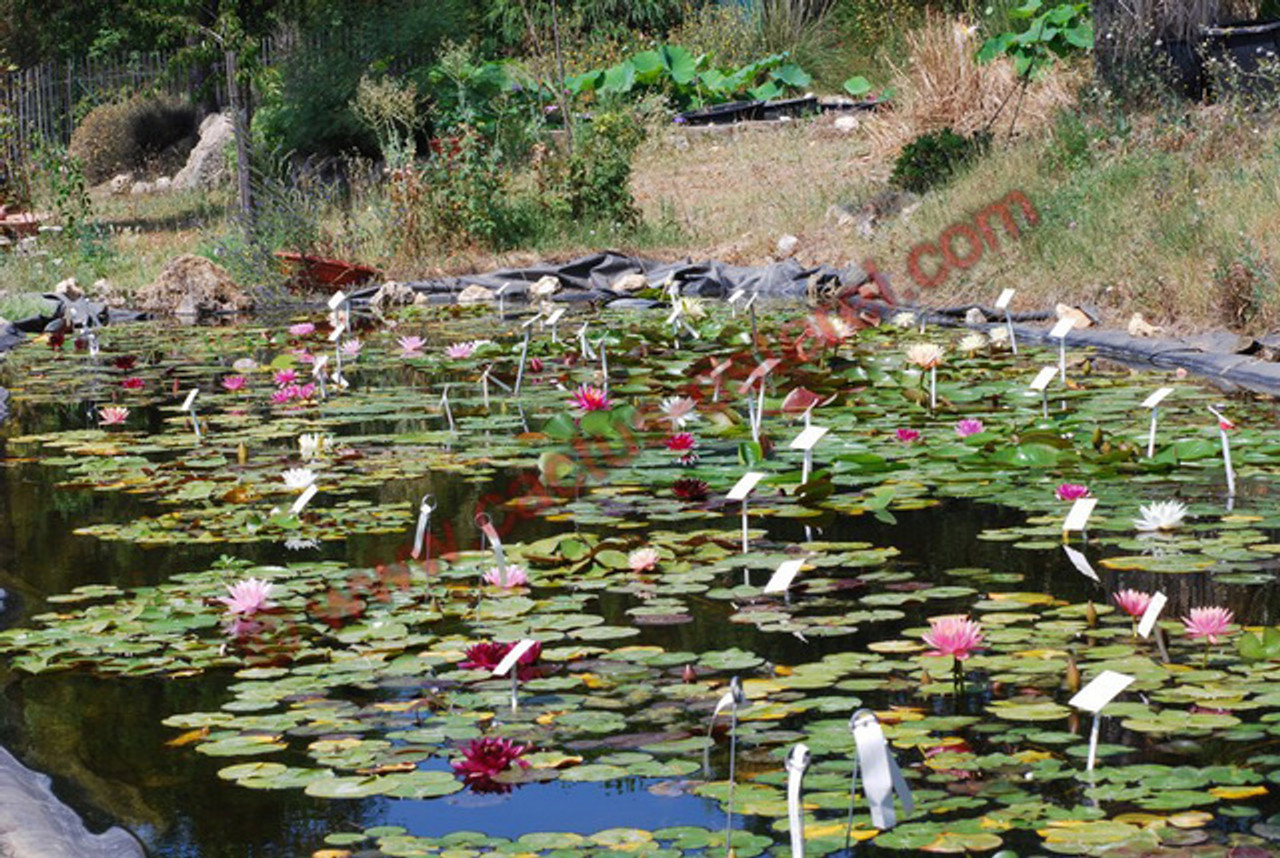 Vente de cactus et plantes grasses et plantes aquatiques - Côte d