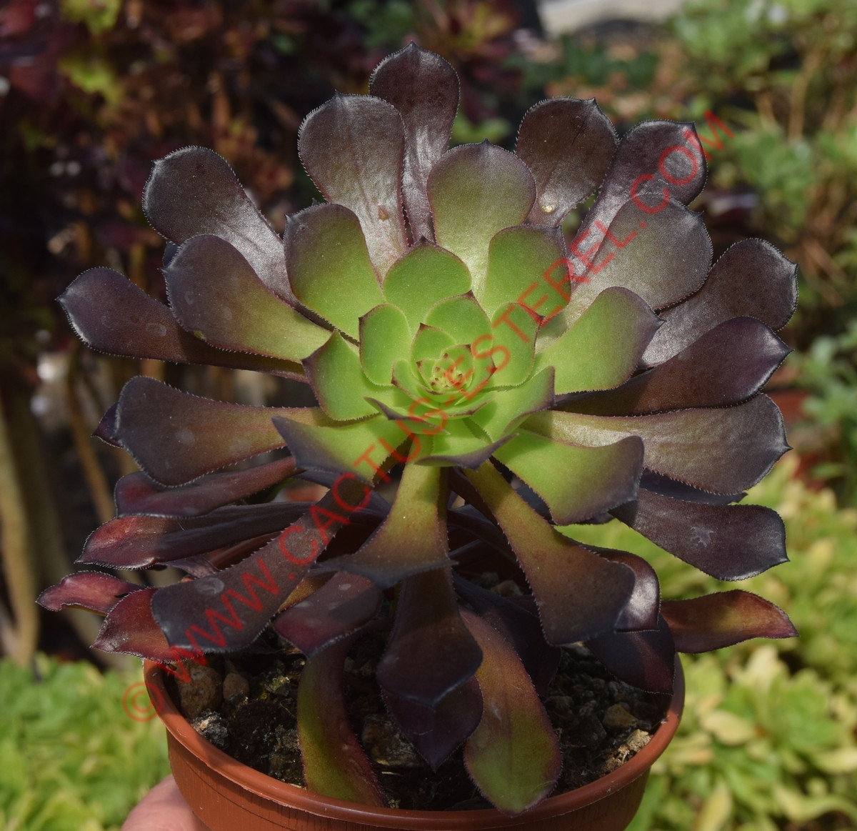 Aeonium 'Copper Kettle'