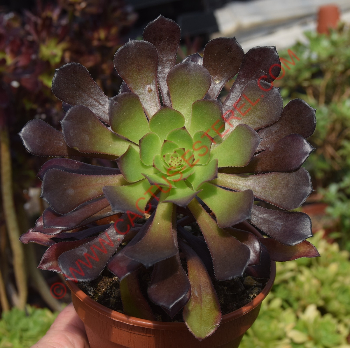 Aeonium 'Copper Kettle'