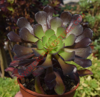 Aeonium 'Copper Kettle'