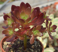 Aeonium 'Plum Thumb'