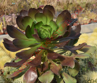 Aeonium 'Pomegranate'