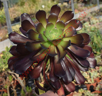 Aeonium 'Pygmae'