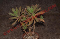 Aeonium leucoblepharum