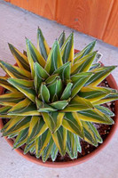 Agave victoria-reginae 'Lemonade'
