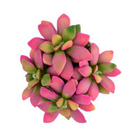 Anacampseros 'Sunrise'