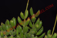 Cotyledon tomentosa