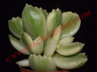 Cotyledon tomentosa 'Variegata'