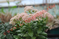 Crassula 'Springtime'