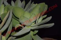 Crassula cotyledonis