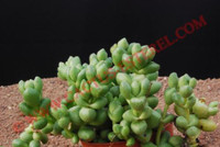 Crassula elegans