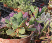 Crassula lanuginosa ssp. pachystemon
