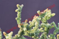 Crassula lycopodioides 'Monstruosa'