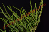 Crassula lycopodioides 'Pseudolycopodioides'