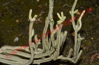 Crassula lycopodioides 'Variegata'