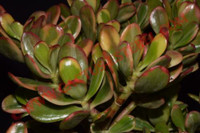 Crassula ovata 'Tricolor'
