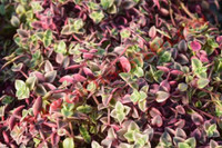 Crassula pellucida 'Calico Kitten'