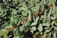 Crassula perfoliata var. minor