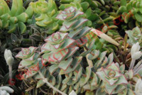 Crassula perforata 'Giant Form'