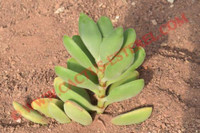 Crassula rogersii
