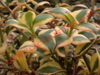 Crassula sarmentosa 'Comet'